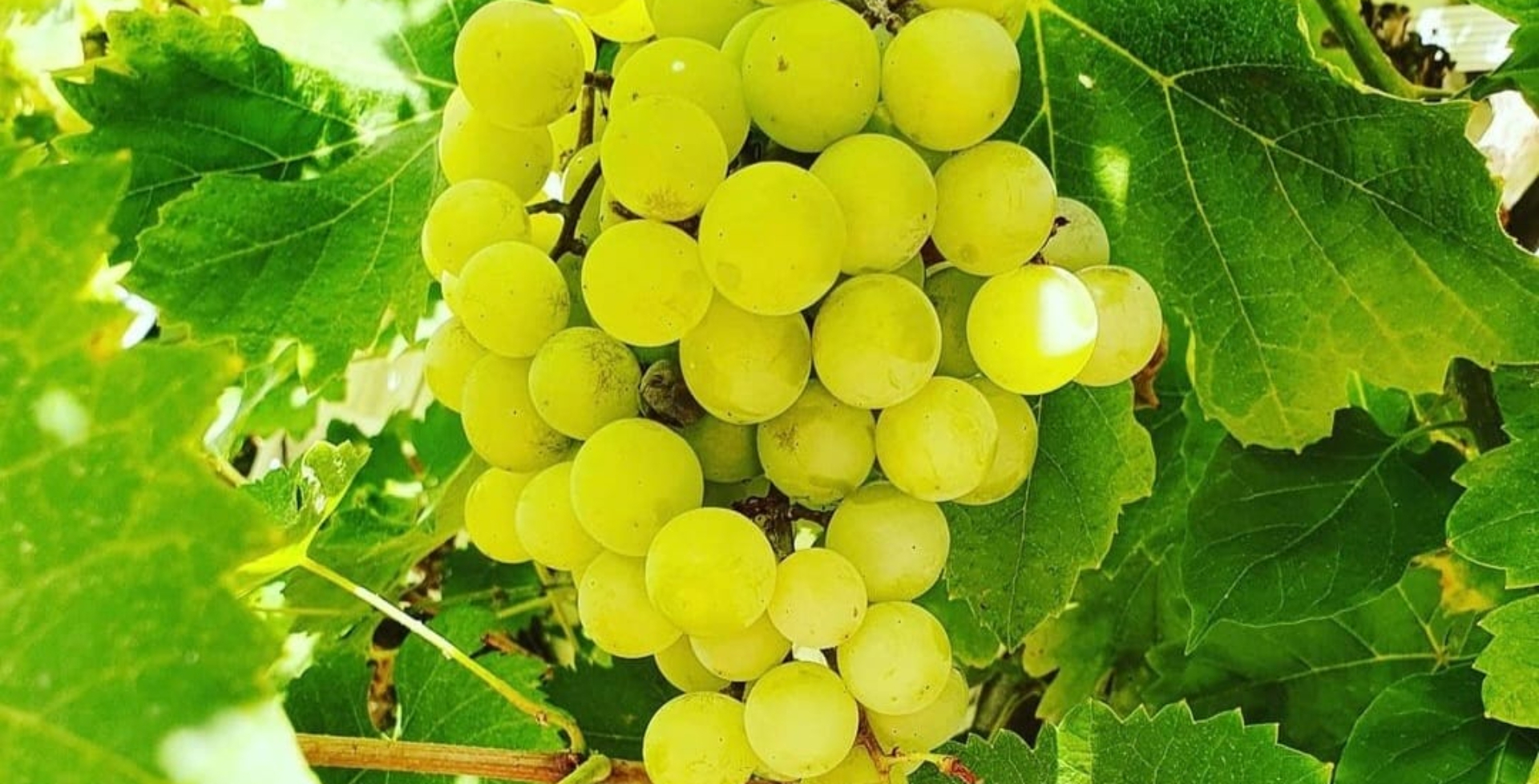Villa Tamara 4 bed – grapes